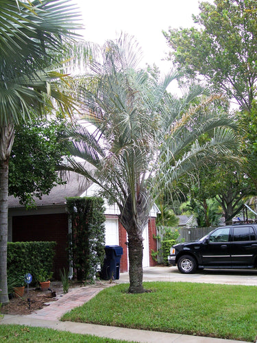 10 TRIANGLE PALM TREE Dypsis Decaryi Rare Tropical from Madagascar Seeds